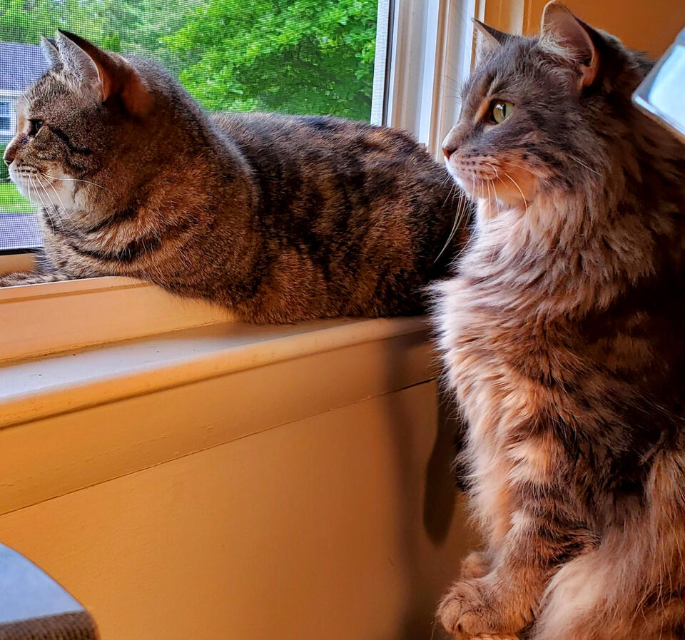 Sasha and Spunkie (left to right), who are more important than my face, really!